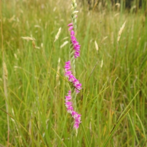 Spiranthes australis at Kosciuszko National Park, NSW - 5 Feb 2022