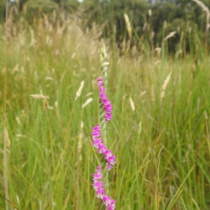 Spiranthes australis at Kosciuszko National Park, NSW - 5 Feb 2022