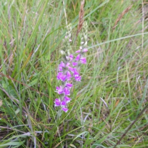 Spiranthes australis at Kosciuszko National Park, NSW - 5 Feb 2022