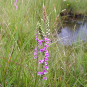 Spiranthes australis at Kosciuszko National Park, NSW - 5 Feb 2022