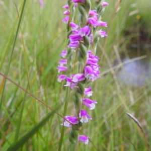 Spiranthes australis at Kosciuszko National Park, NSW - 5 Feb 2022