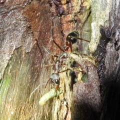 Myrmecia sp. (genus) (Bull ant or Jack Jumper) at Crackenback, NSW - 5 Feb 2022 by HelenCross