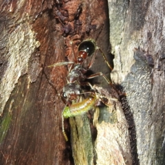 Myrmecia sp. (genus) at Crackenback, NSW - 5 Feb 2022 09:24 PM