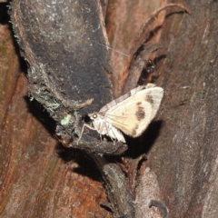 Chrysolarentia (genus) at Crackenback, NSW - 5 Feb 2022 by HelenCross