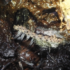 Lepidoptera unclassified IMMATURE (caterpillar or pupa or cocoon) at Crackenback, NSW - 5 Feb 2022 by HelenCross