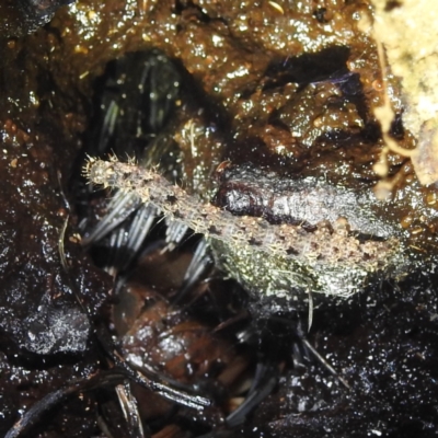 Lepidoptera unclassified IMMATURE moth at Kosciuszko National Park - 5 Feb 2022 by HelenCross