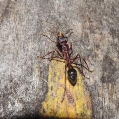 Myrmecia sp. (genus) (Bull ant or Jack Jumper) at Kosciuszko National Park - 5 Feb 2022 by HelenCross