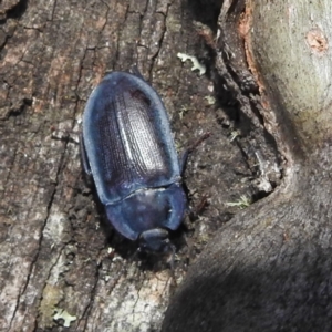 Pterohelaeus planus at Crackenback, NSW - 5 Feb 2022 09:30 PM