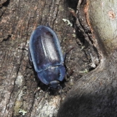 Pterohelaeus planus (Pie dish beetle) at Crackenback, NSW - 5 Feb 2022 by HelenCross