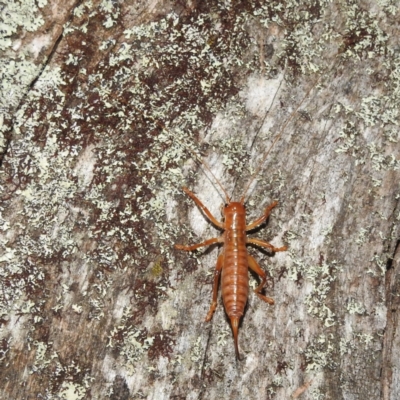 Arrolla sp. (genus) (Raspy Cricket) at Kosciuszko National Park - 5 Feb 2022 by HelenCross