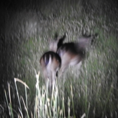 Dama dama (Fallow Deer) at Kosciuszko National Park - 5 Feb 2022 by HelenCross