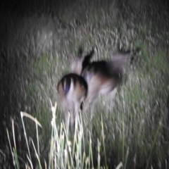 Dama dama (Fallow Deer) at Kosciuszko National Park, NSW - 5 Feb 2022 by HelenCross