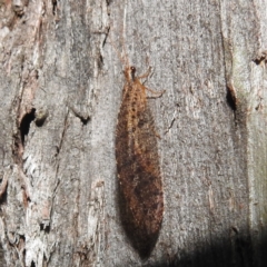 Osmylidae sp. (family) (Osmylid lacewing) at Crackenback, NSW - 5 Feb 2022 by HelenCross