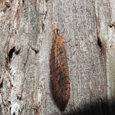 Osmylidae sp. (family) (Osmylid lacewing) at Crackenback, NSW - 5 Feb 2022 by HelenCross