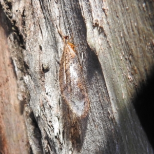 Osmylidae sp. (family) at Crackenback, NSW - 5 Feb 2022