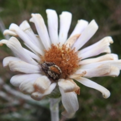 Araneus sp. (genus) (Orb weaver) at Kosciuszko National Park - 6 Feb 2022 by HelenCross