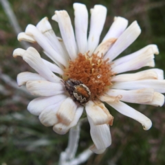 Araneus sp. (genus) at Thredbo, NSW - 6 Feb 2022