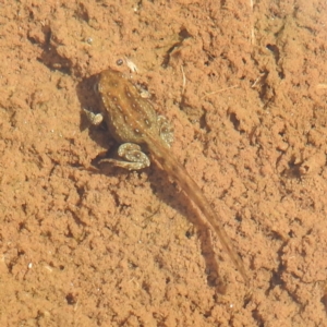 Crinia sp. (genus) at Thredbo, NSW - 6 Feb 2022