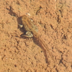 Crinia sp. (genus) (A froglet) at Thredbo, NSW - 5 Feb 2022 by HelenCross