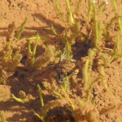 Crinia sp. (genus) at Thredbo, NSW - 6 Feb 2022