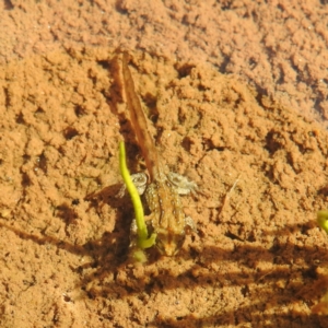 Crinia sp. (genus) at Thredbo, NSW - 6 Feb 2022