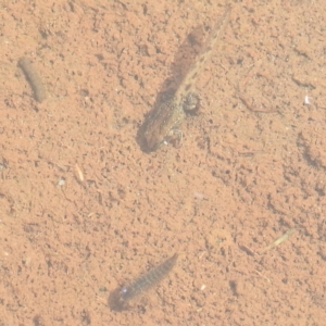 Crinia sp. (genus) at Thredbo, NSW - 6 Feb 2022