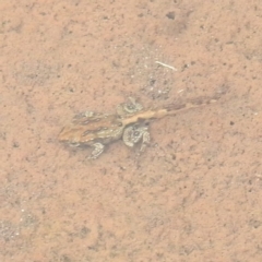 Crinia sp. (genus) at Thredbo, NSW - 6 Feb 2022