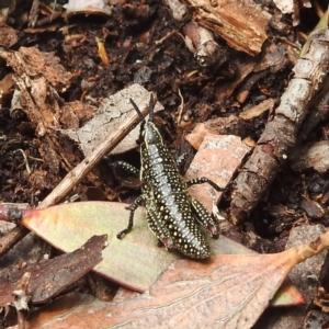 Monistria concinna at Thredbo, NSW - 6 Feb 2022