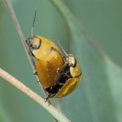 Paropsisterna cloelia (Eucalyptus variegated beetle) at QPRC LGA - 1 Feb 2022 by WHall