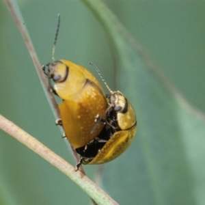 Paropsisterna cloelia at Googong, NSW - 1 Feb 2022 02:41 PM