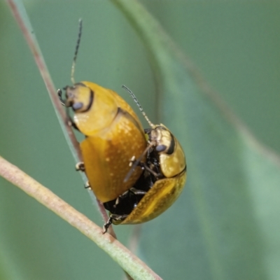 Paropsisterna cloelia (Eucalyptus variegated beetle) at QPRC LGA - 1 Feb 2022 by WHall