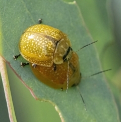 Paropsisterna cloelia at Googong, NSW - 1 Feb 2022 02:41 PM