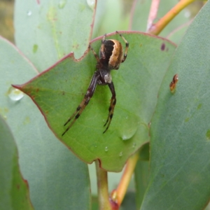 Araneinae (subfamily) at Thredbo, NSW - 6 Feb 2022