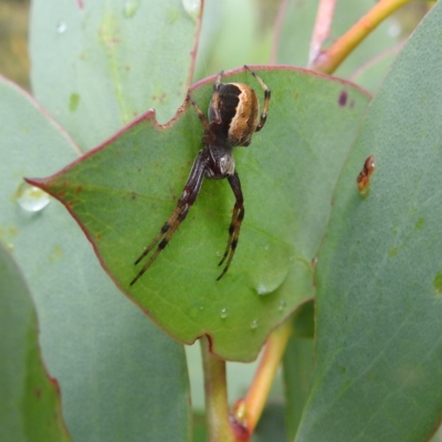 Araneinae (subfamily) (Orb weaver) at Kosciuszko National Park - 6 Feb 2022 by HelenCross