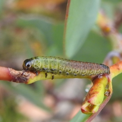 Pergidae sp. (family) (Unidentified Sawfly) at Thredbo, NSW - 6 Feb 2022 by HelenCross