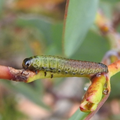 Unidentified Sawfly (Hymenoptera, Symphyta) at Thredbo, NSW - 6 Feb 2022 by HelenCross