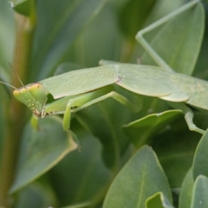 Orthodera ministralis at Googong, NSW - 6 Feb 2022