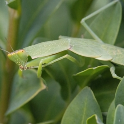 Orthodera ministralis (Green Mantid) at QPRC LGA - 6 Feb 2022 by WHall