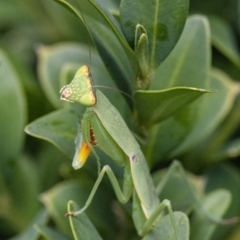 Orthodera ministralis at Googong, NSW - 6 Feb 2022 12:27 PM