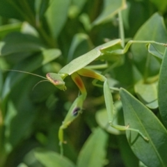 Orthodera ministralis at Googong, NSW - 6 Feb 2022