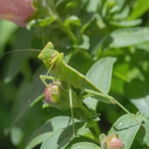 Orthodera ministralis at Googong, NSW - 6 Feb 2022