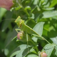 Orthodera ministralis at Googong, NSW - 6 Feb 2022