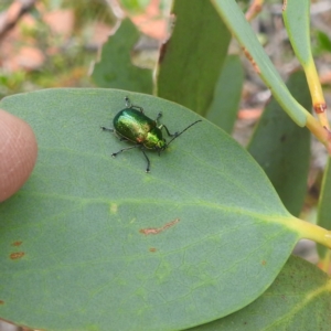 Edusella sp. (genus) at Thredbo, NSW - 6 Feb 2022