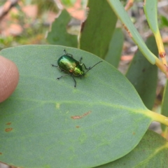 Edusella sp. (genus) (A leaf beetle) at Thredbo, NSW - 6 Feb 2022 by HelenCross