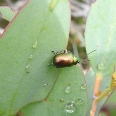 Edusella sp. (genus) at Thredbo, NSW - 6 Feb 2022
