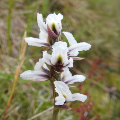 Prasophyllum alpestre (Mauve leek orchid) at Kosciuszko National Park, NSW - 6 Feb 2022 by HelenCross