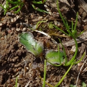 Riccia cartilaginosa at Molonglo Valley, ACT - 19 Sep 2020