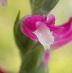 Spiranthes australis (Austral Ladies Tresses) at Jervis Bay National Park - 5 Feb 2022 by AnneG1