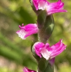 Spiranthes australis at Vincentia, NSW - suppressed