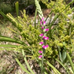 Spiranthes australis at Vincentia, NSW - suppressed